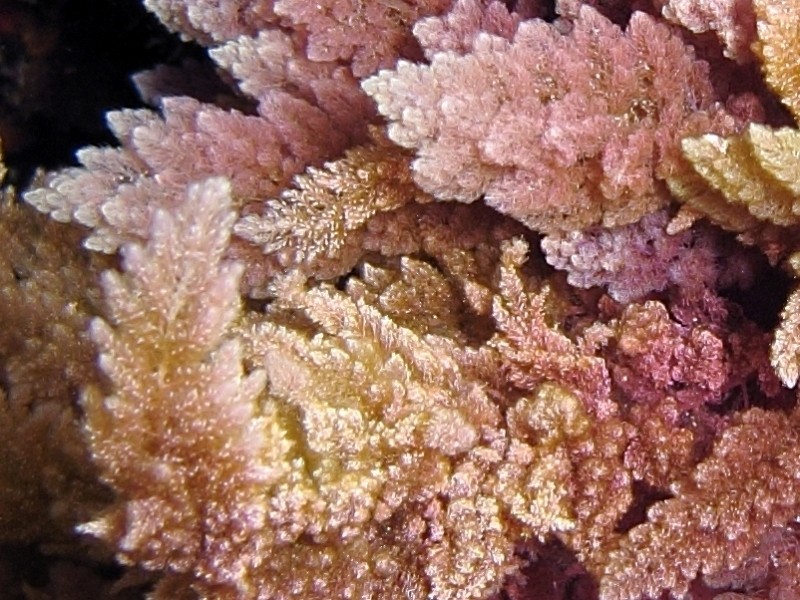 Alga rossa da identificare (Asparagopsis taxiformis)